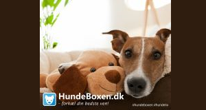 HundeBoxen